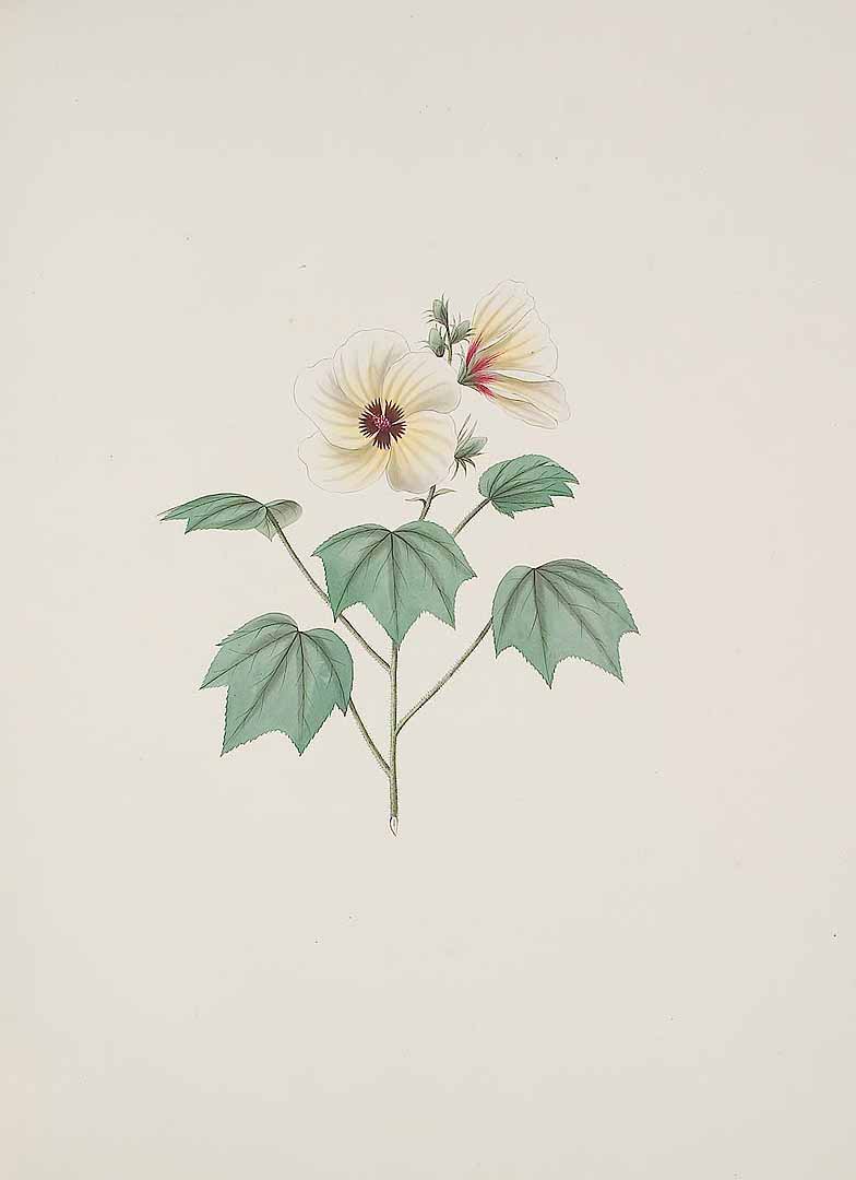no HD illustration available (3)