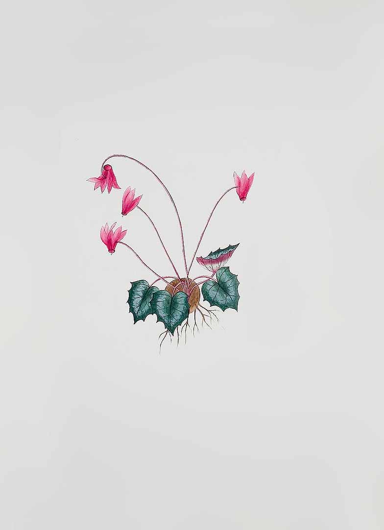 no HD illustration available (3)