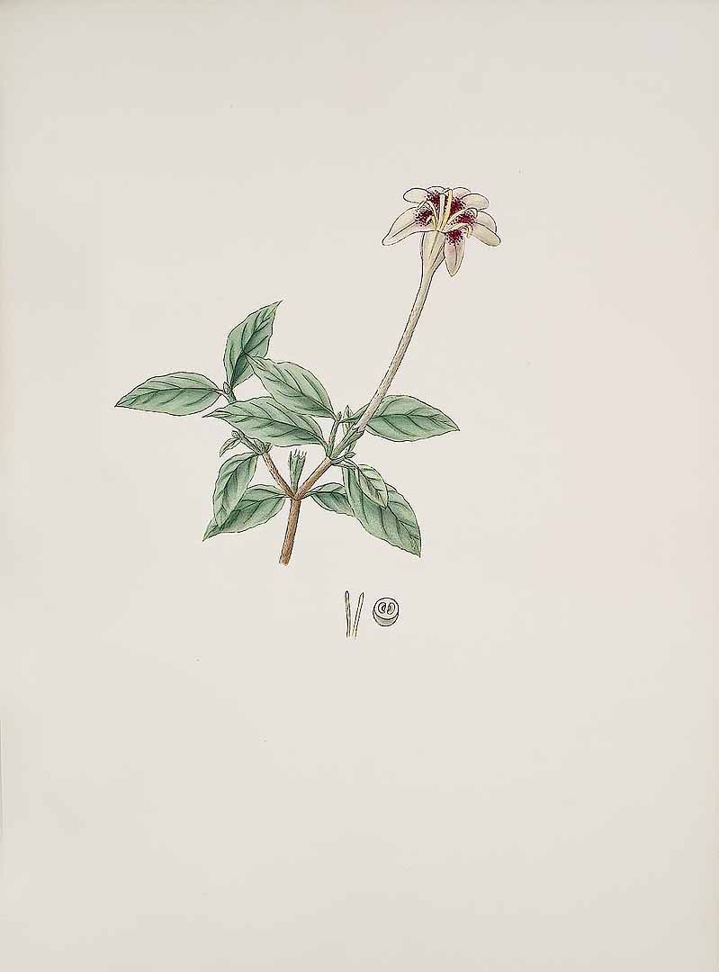 no HD illustration available (3)