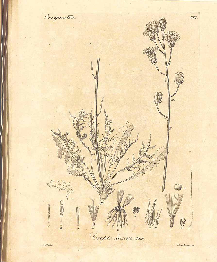 no HD illustration available (3)