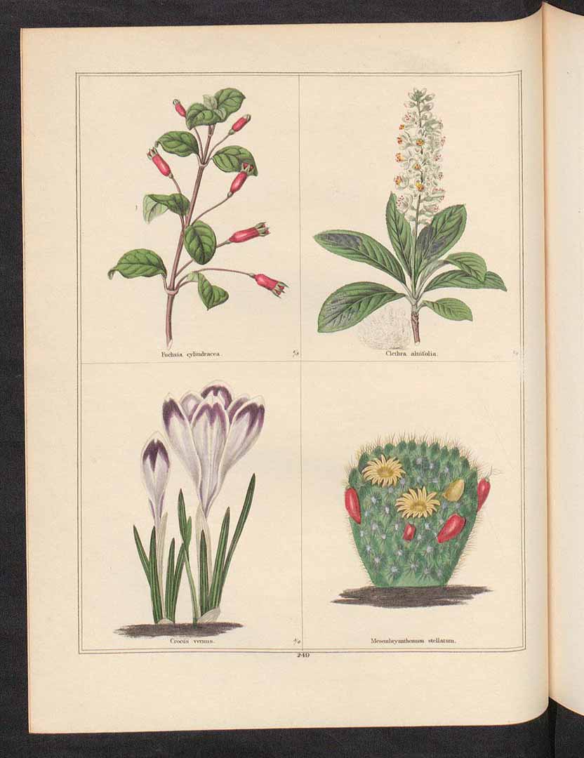 no HD illustration available (3)