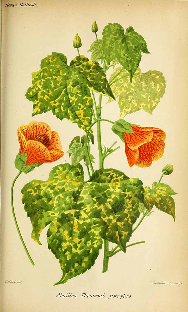 no HD illustration available (3)