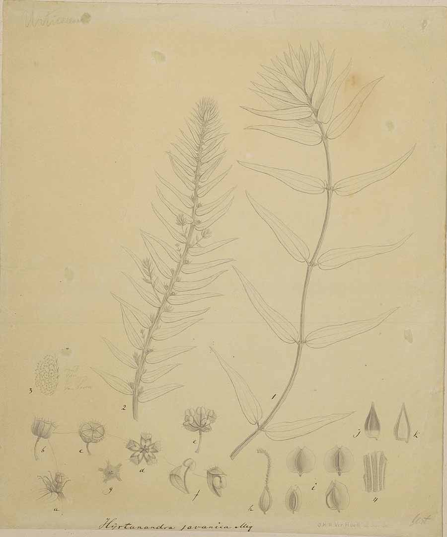 no HD illustration available (3)