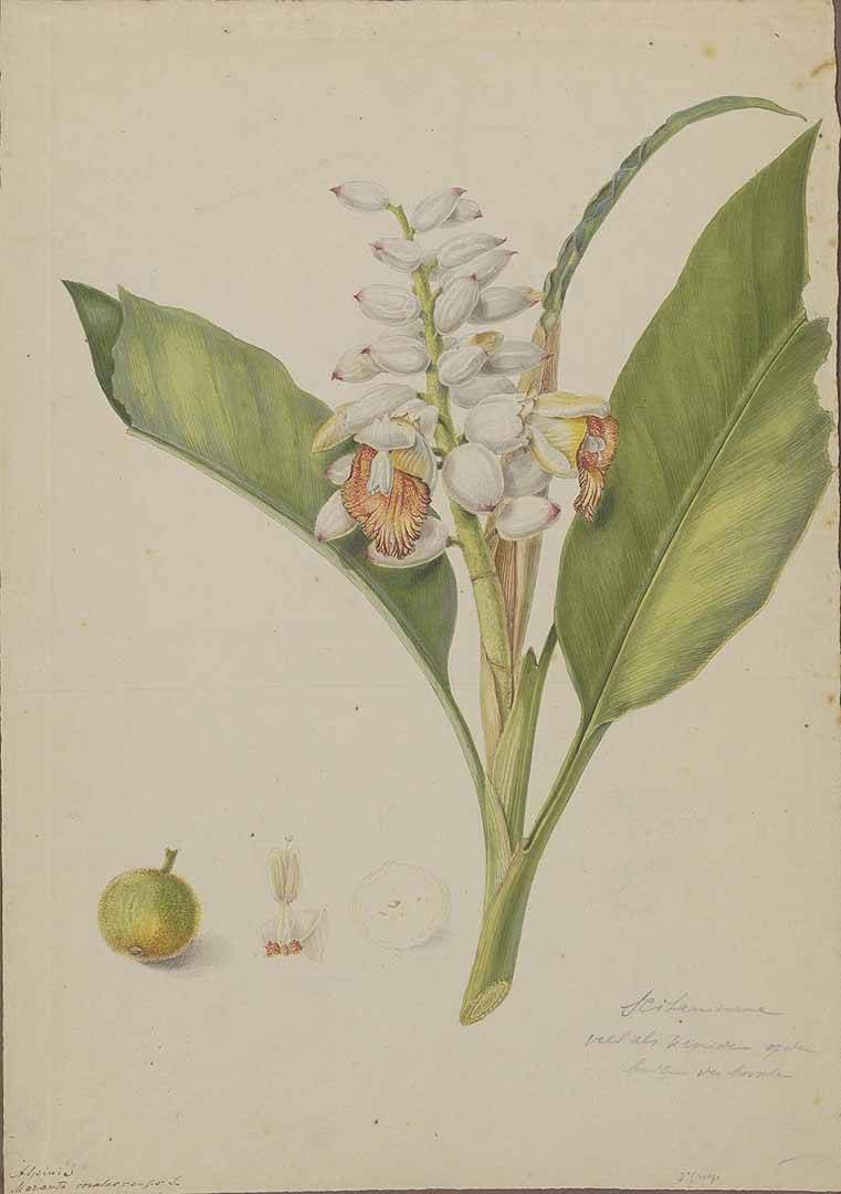 no HD illustration available (3)
