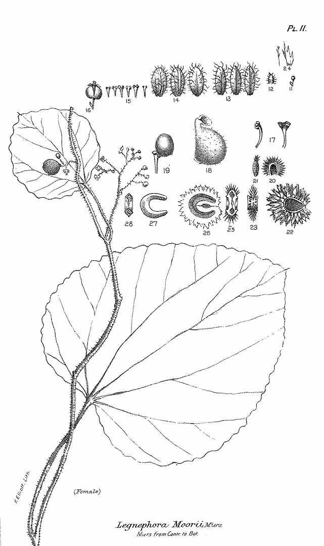 no HD illustration available (3)