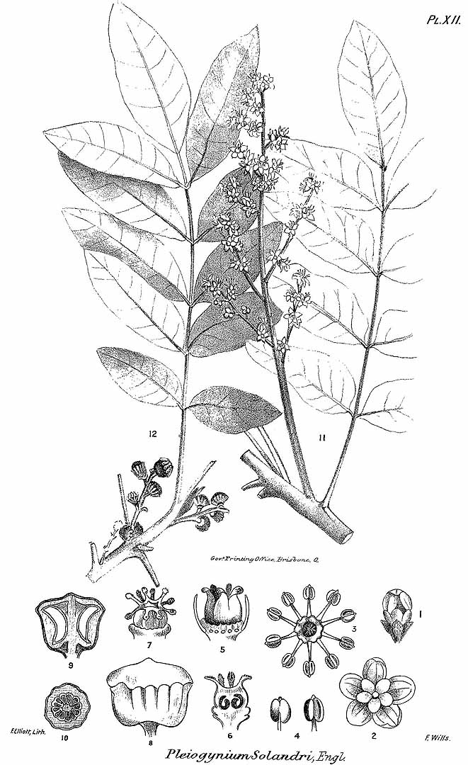 no HD illustration available (3)