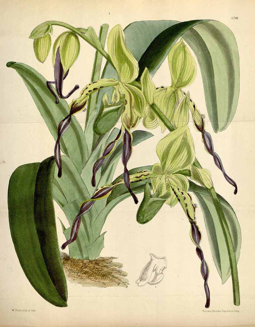 no HD illustration available (3)