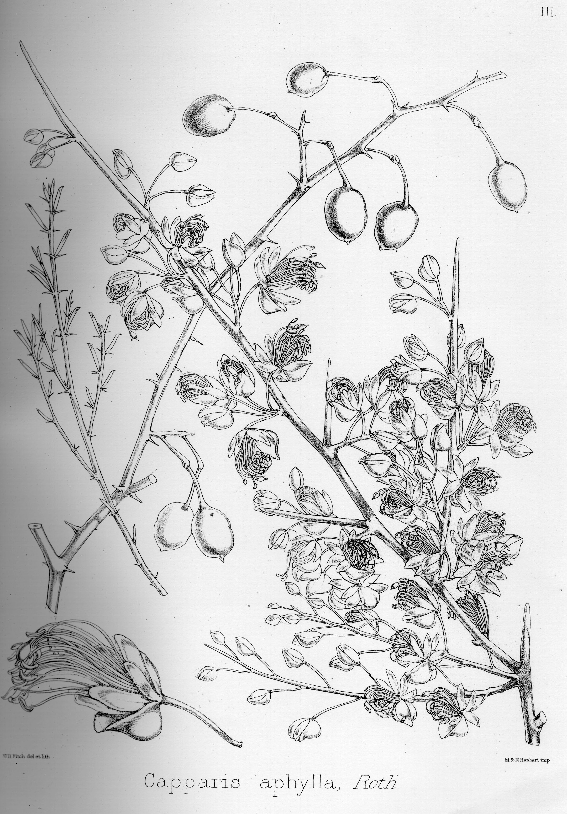 no HD illustration available (3)