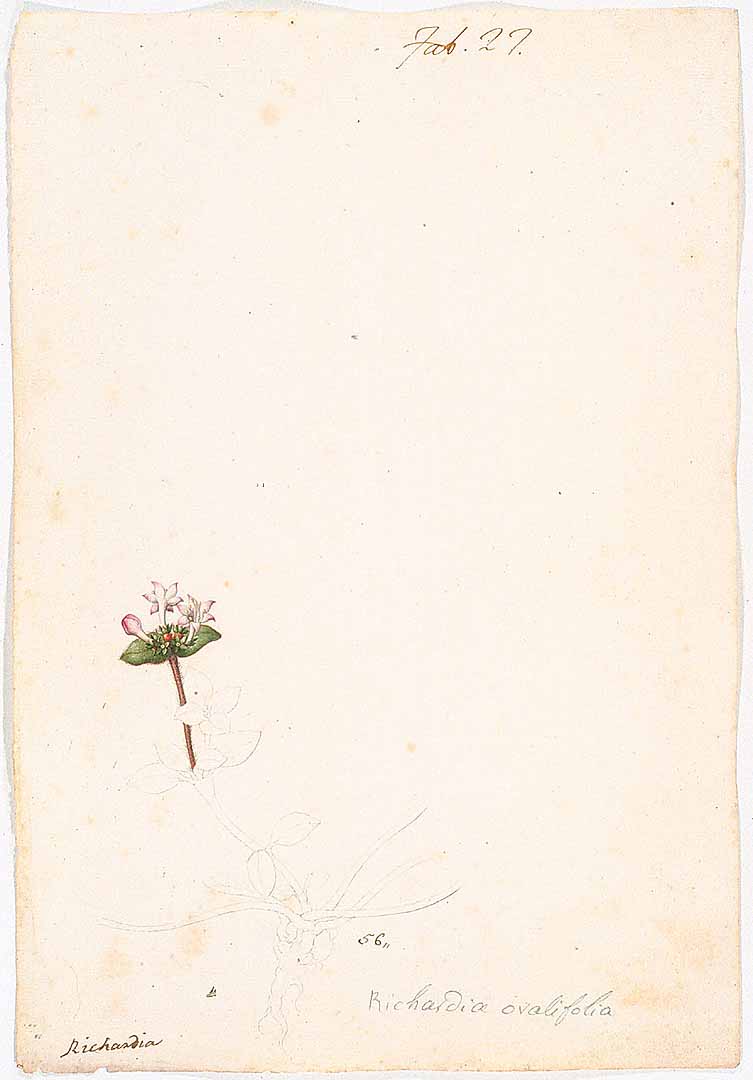 no HD illustration available (3)