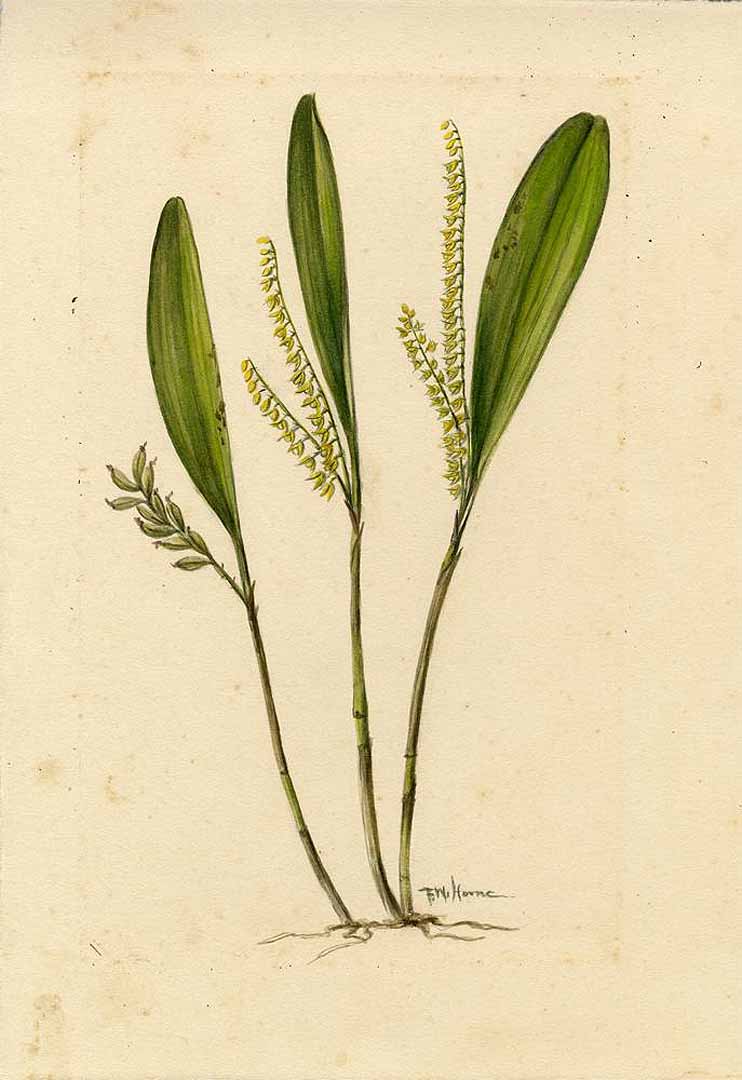 no HD illustration available (3)