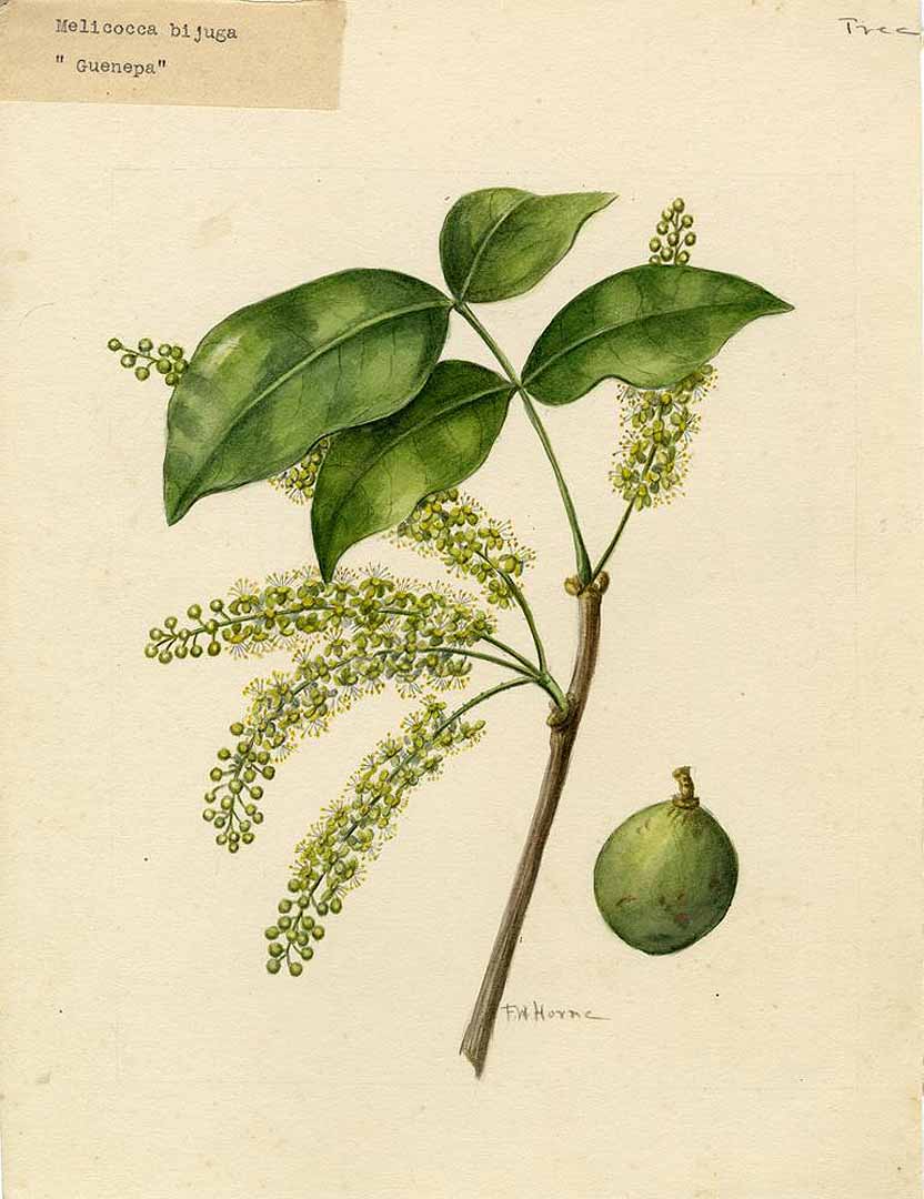 no HD illustration available (3)