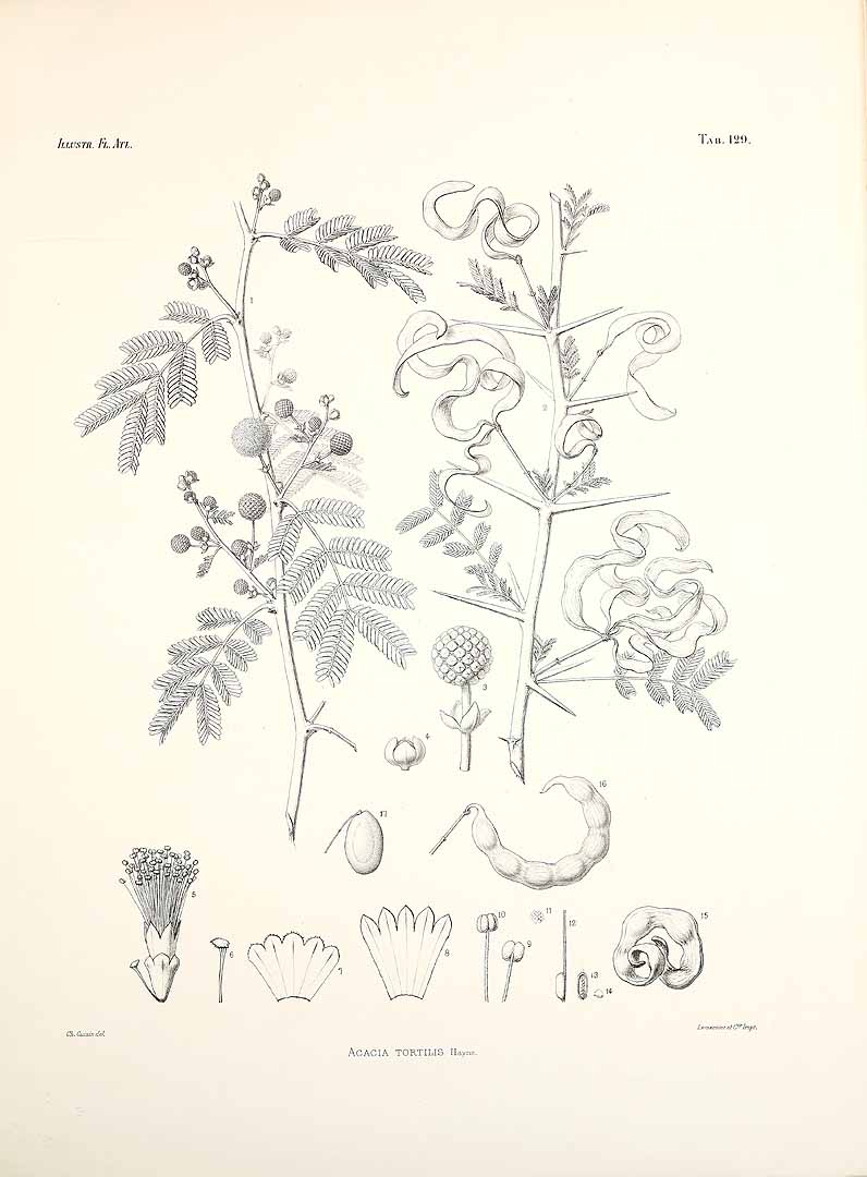 no HD illustration available (3)