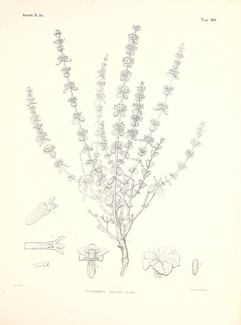no HD illustration available (3)