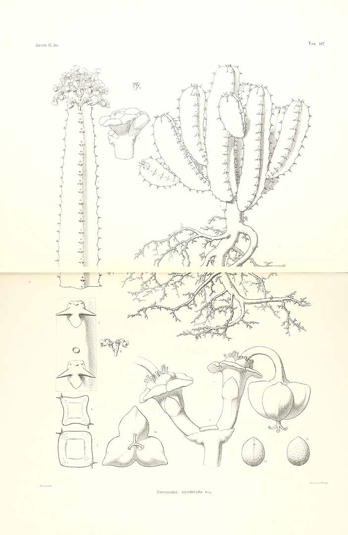 no HD illustration available (3)