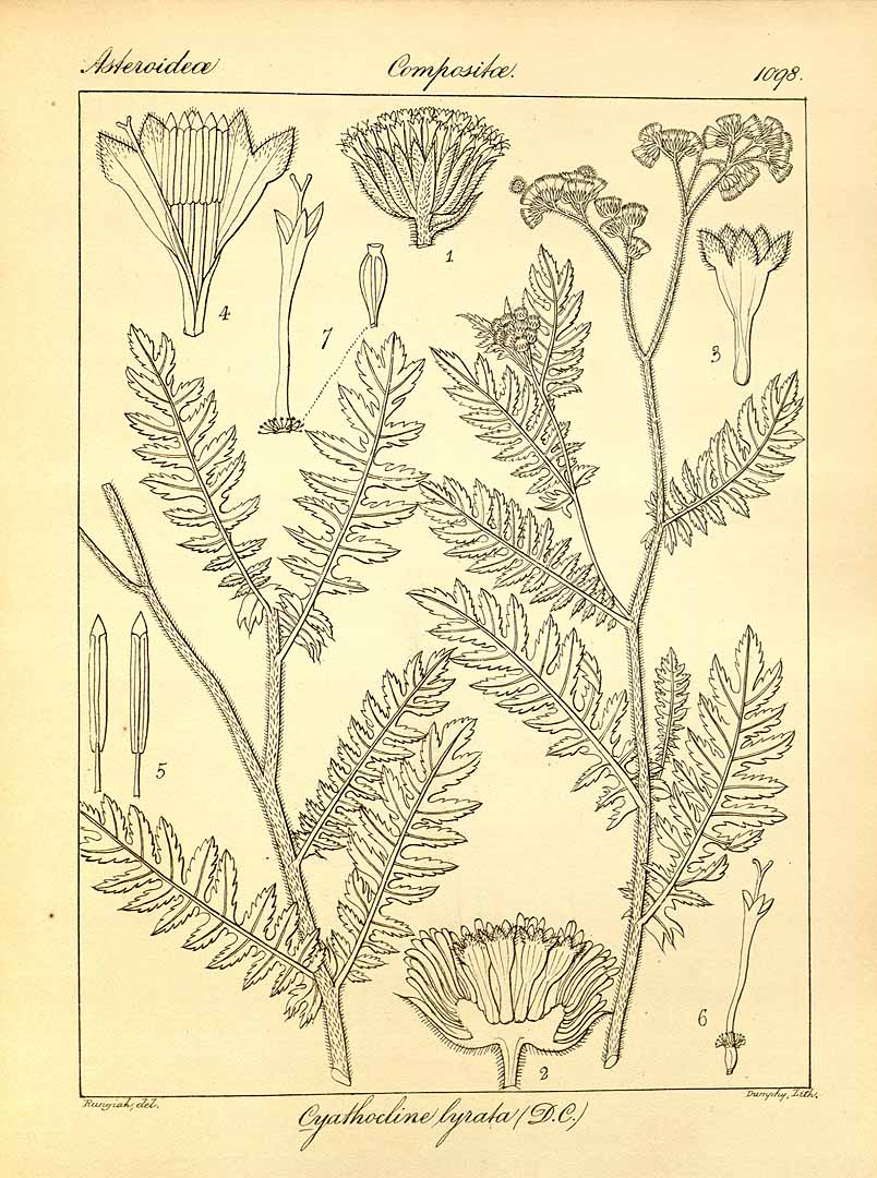 no HD illustration available (3)