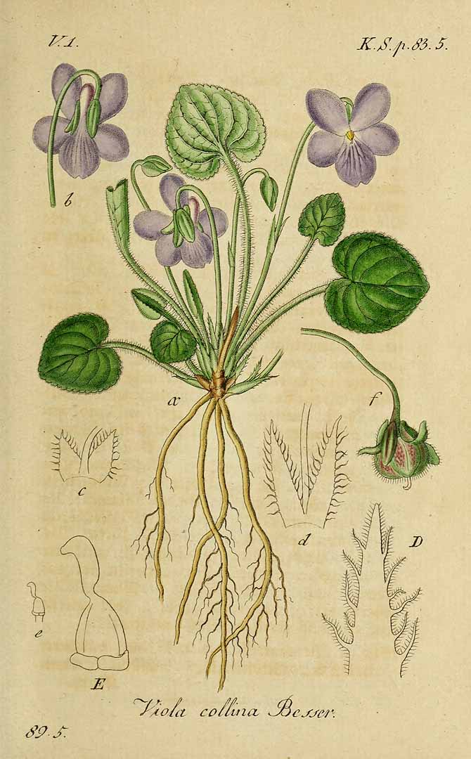 no HD illustration available (3)