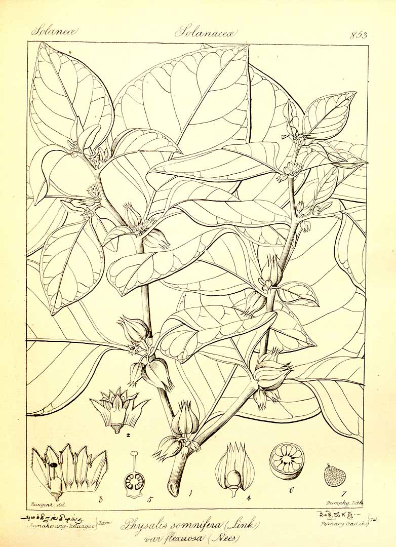 no HD illustration available (3)