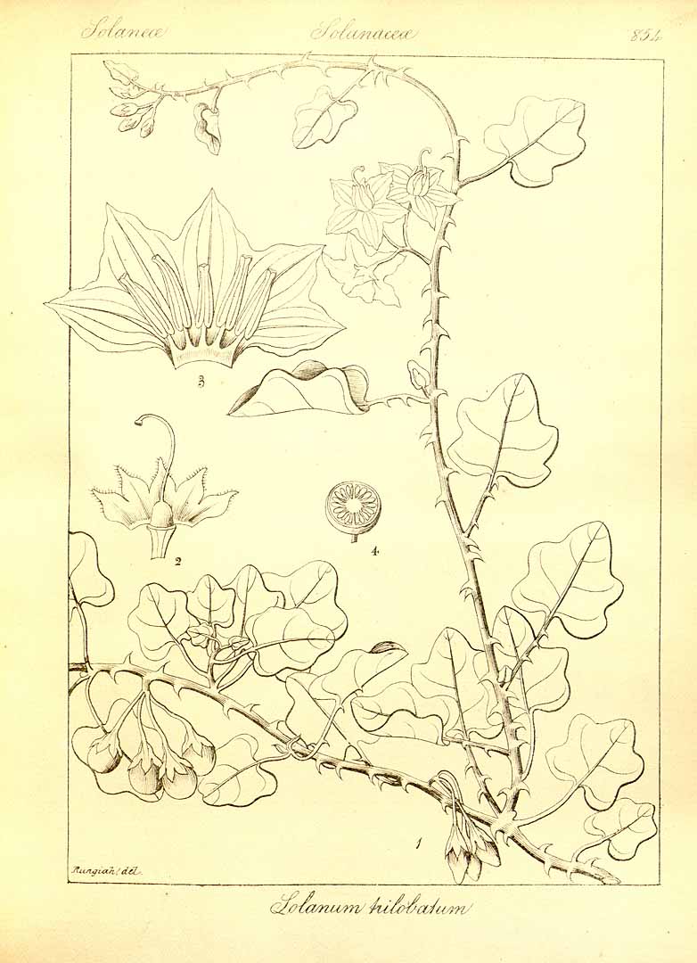 no HD illustration available (3)