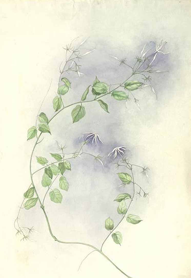 no HD illustration available (3)