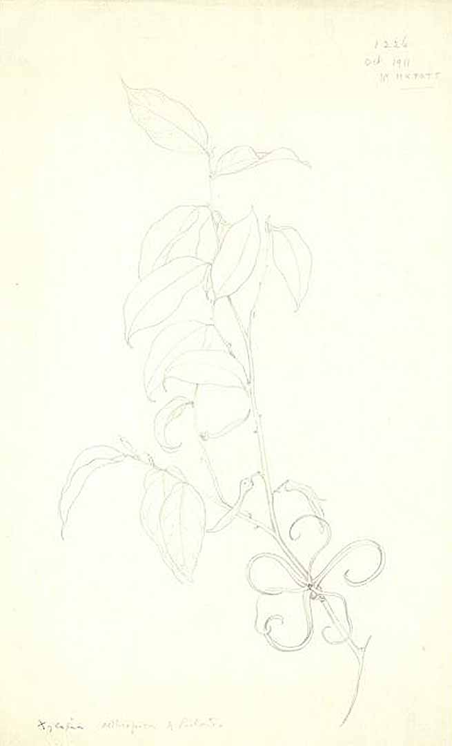 no HD illustration available (3)