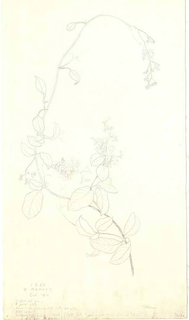 no HD illustration available (3)