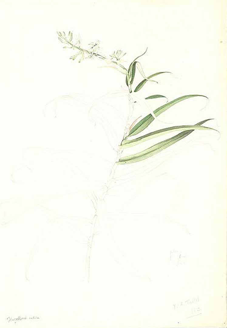 no HD illustration available (3)