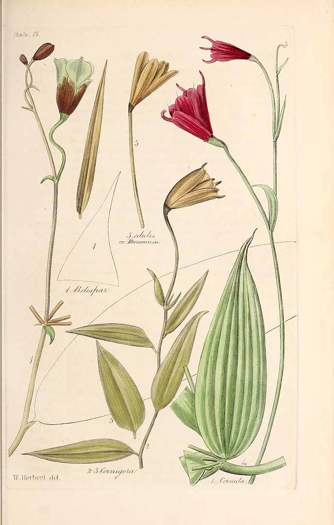 no HD illustration available (3)