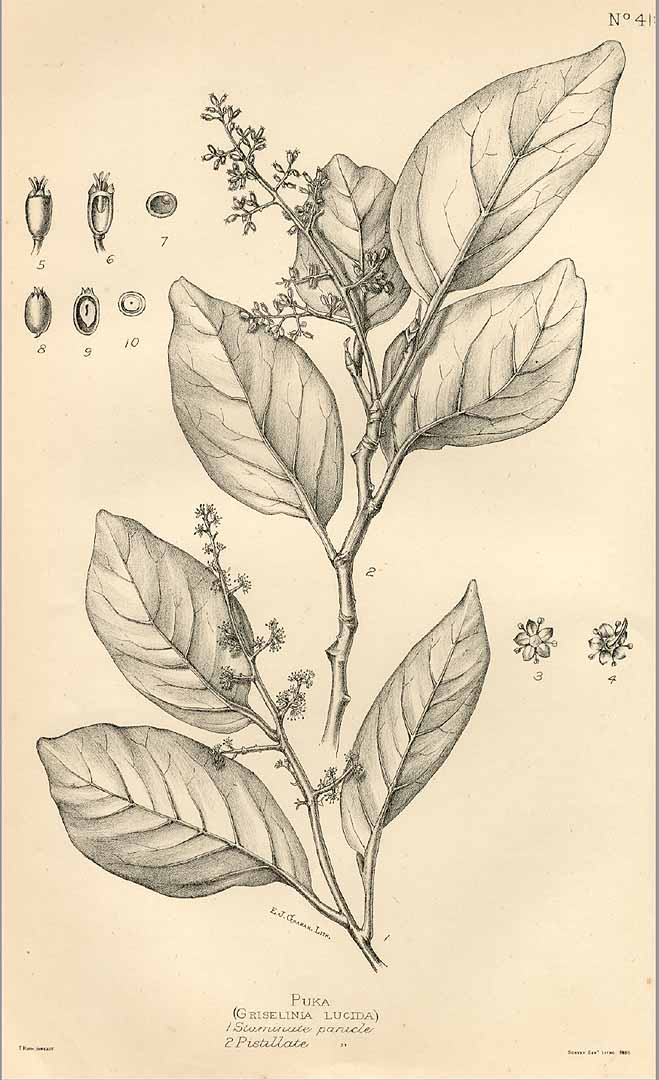 no HD illustration available (3)