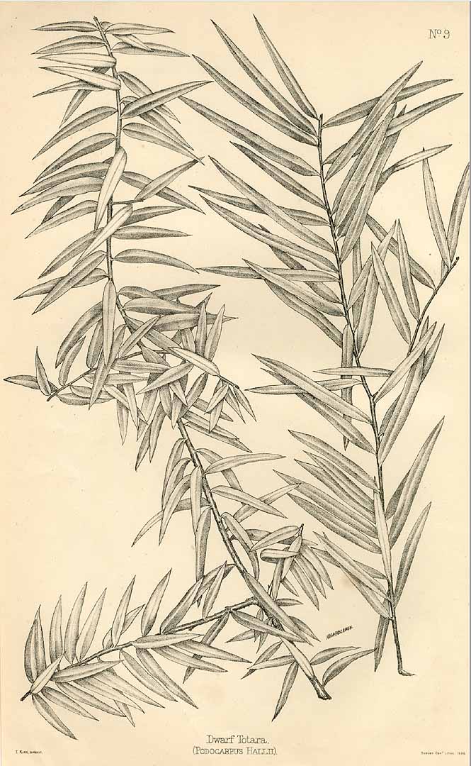 no HD illustration available (3)