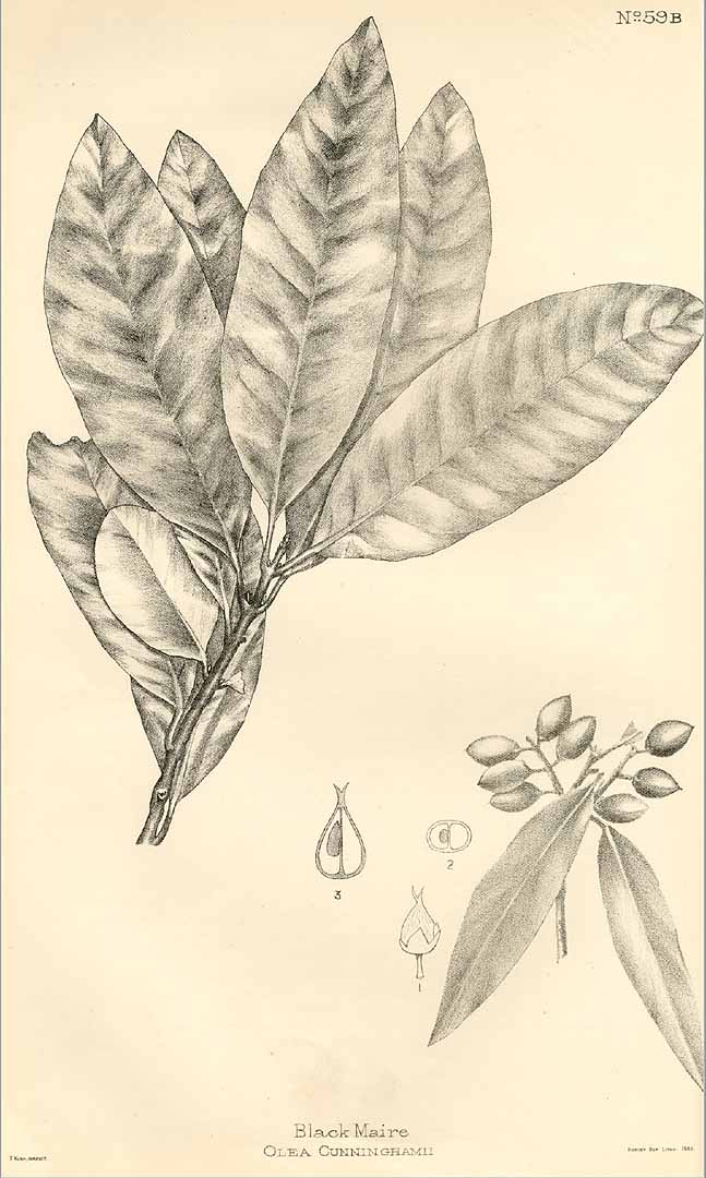 no HD illustration available (3)