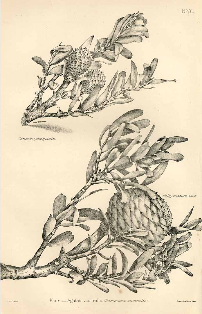 no HD illustration available (3)