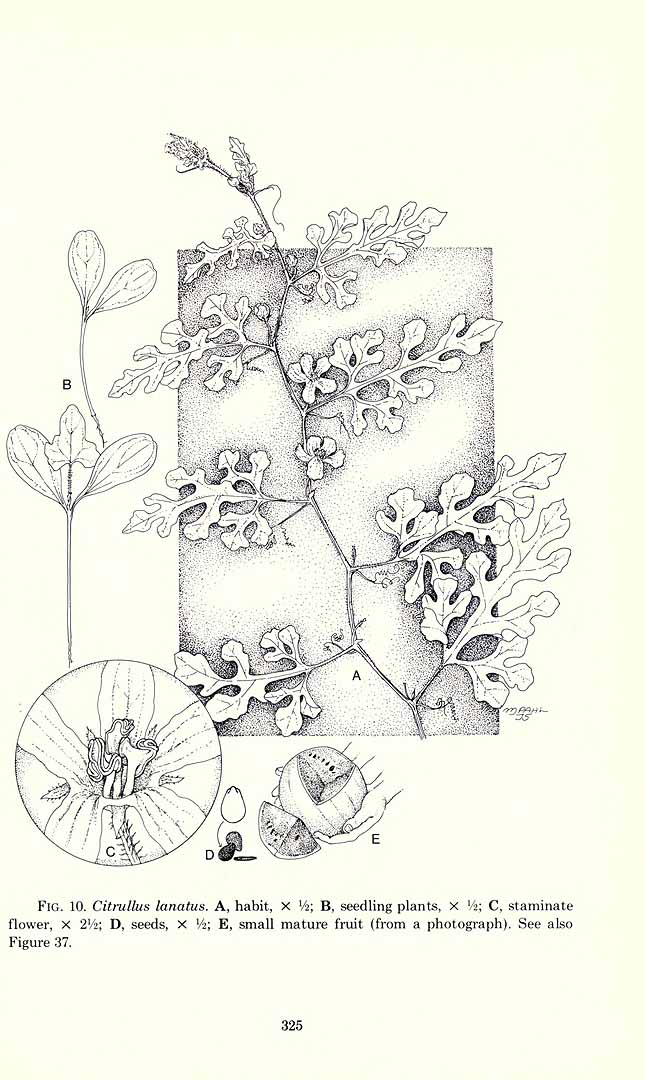 no HD illustration available (3)
