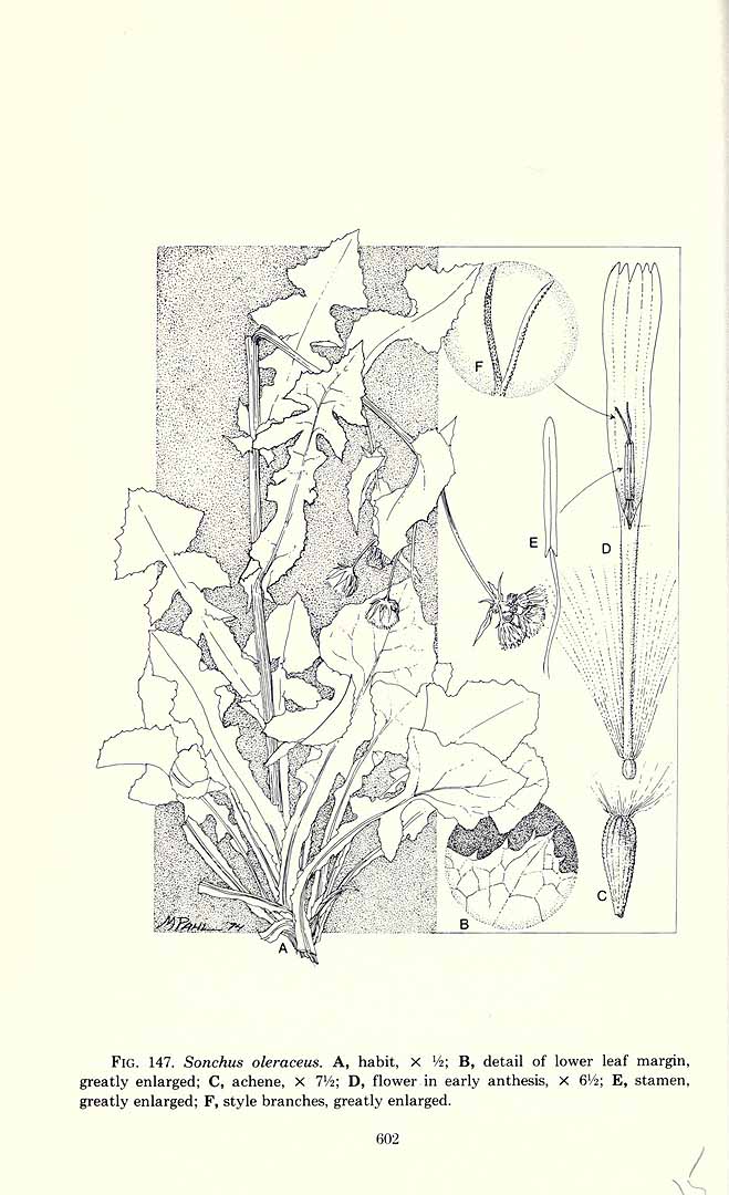 no HD illustration available (3)