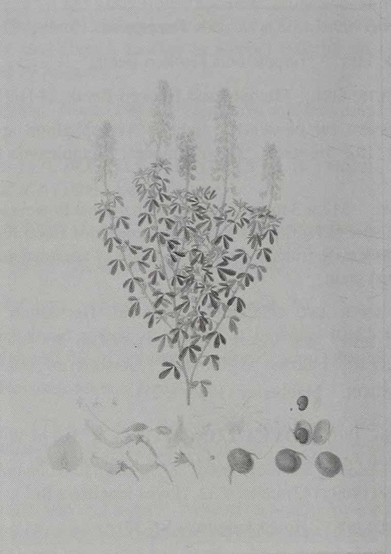 no HD illustration available (3)