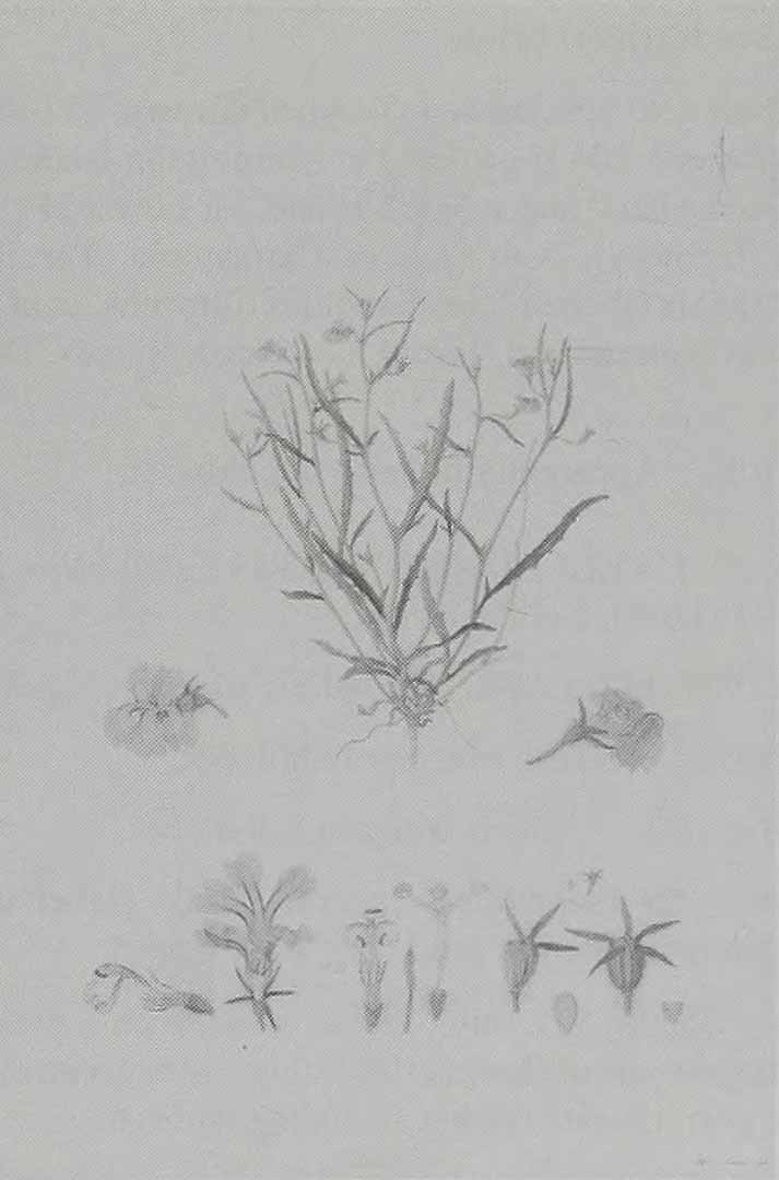 no HD illustration available (3)