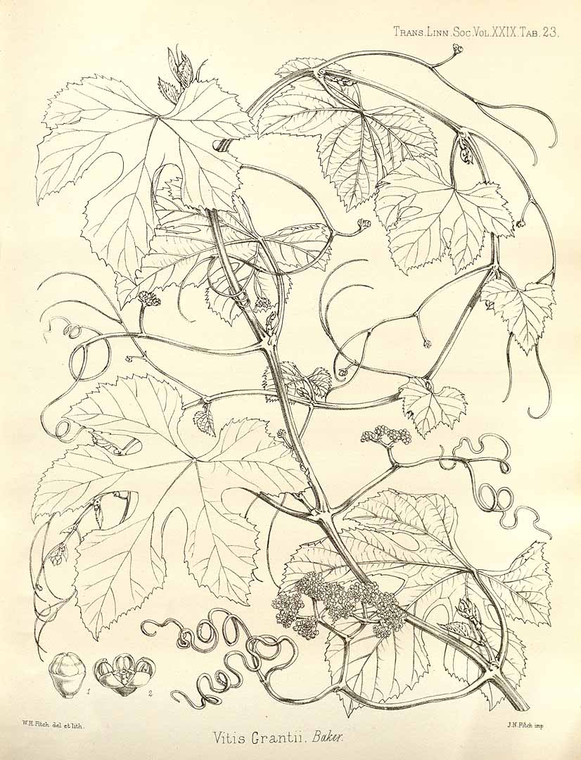 no HD illustration available (3)
