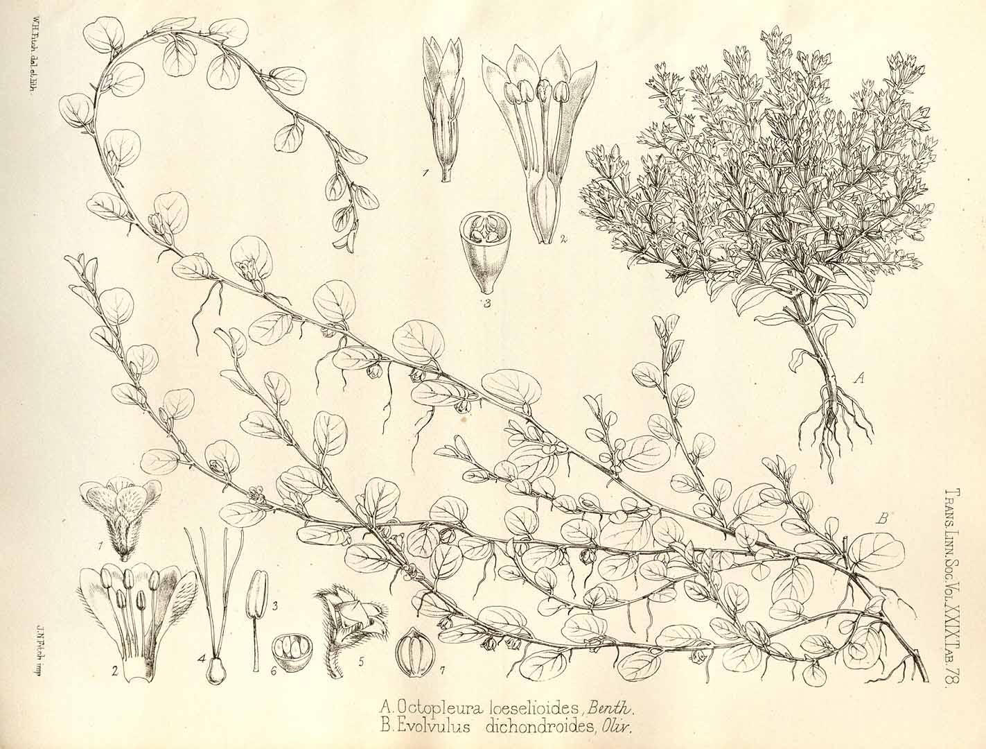 no HD illustration available (3)