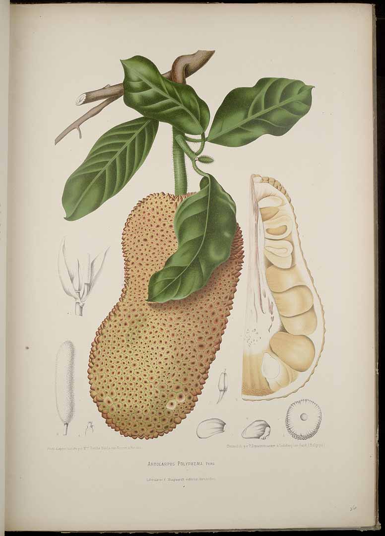 no HD illustration available (3)