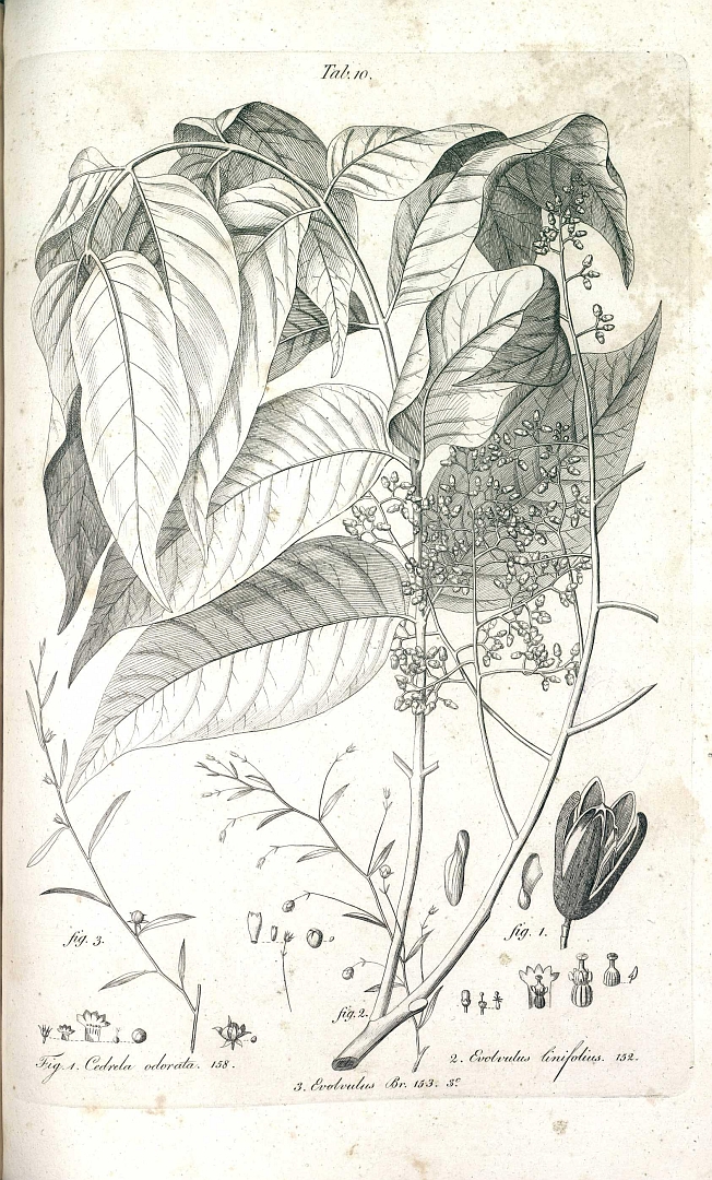 no HD illustration available (3)