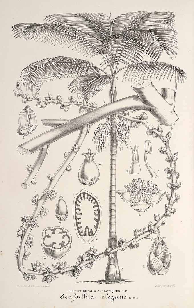 no HD illustration available (3)