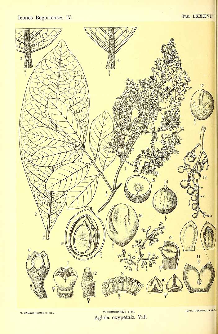 no HD illustration available (3)