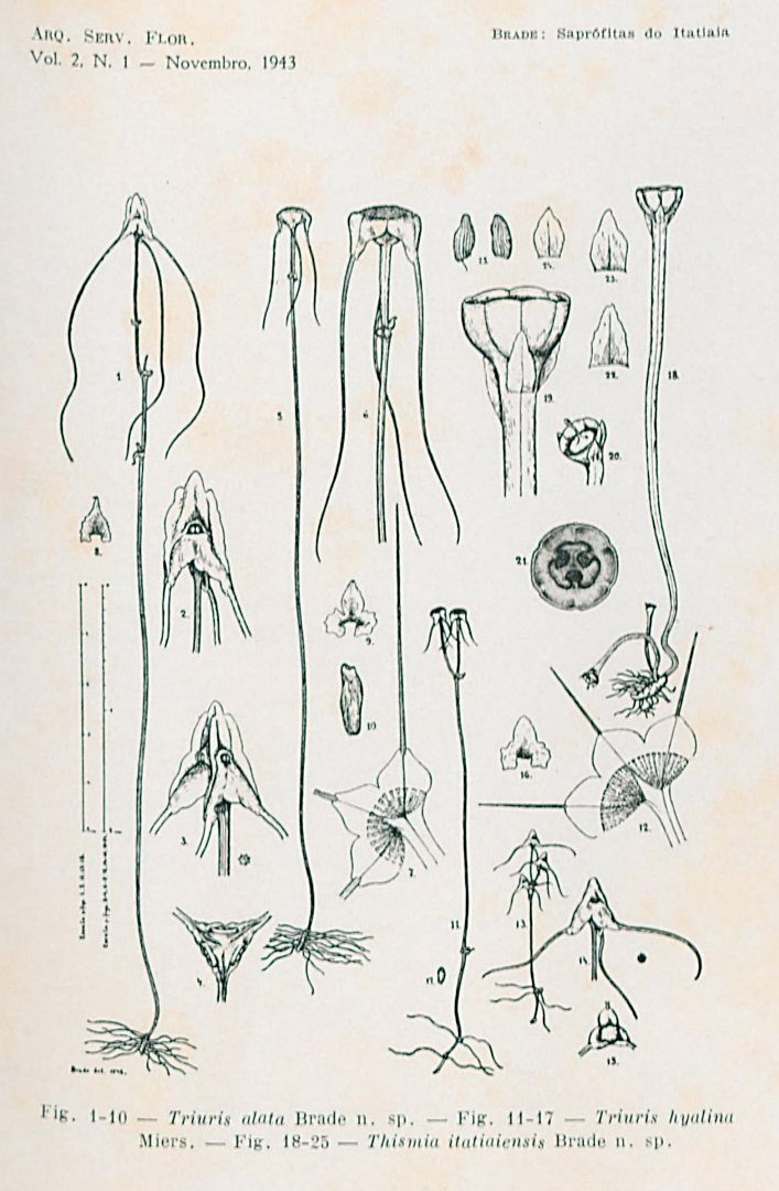 no HD illustration available (3)