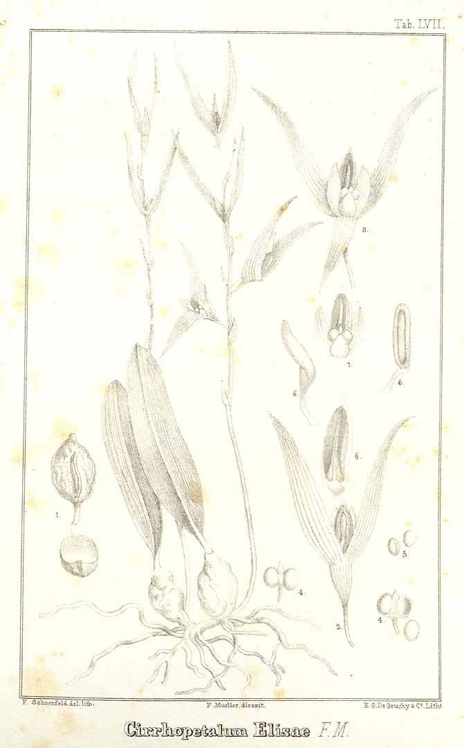 no HD illustration available (3)