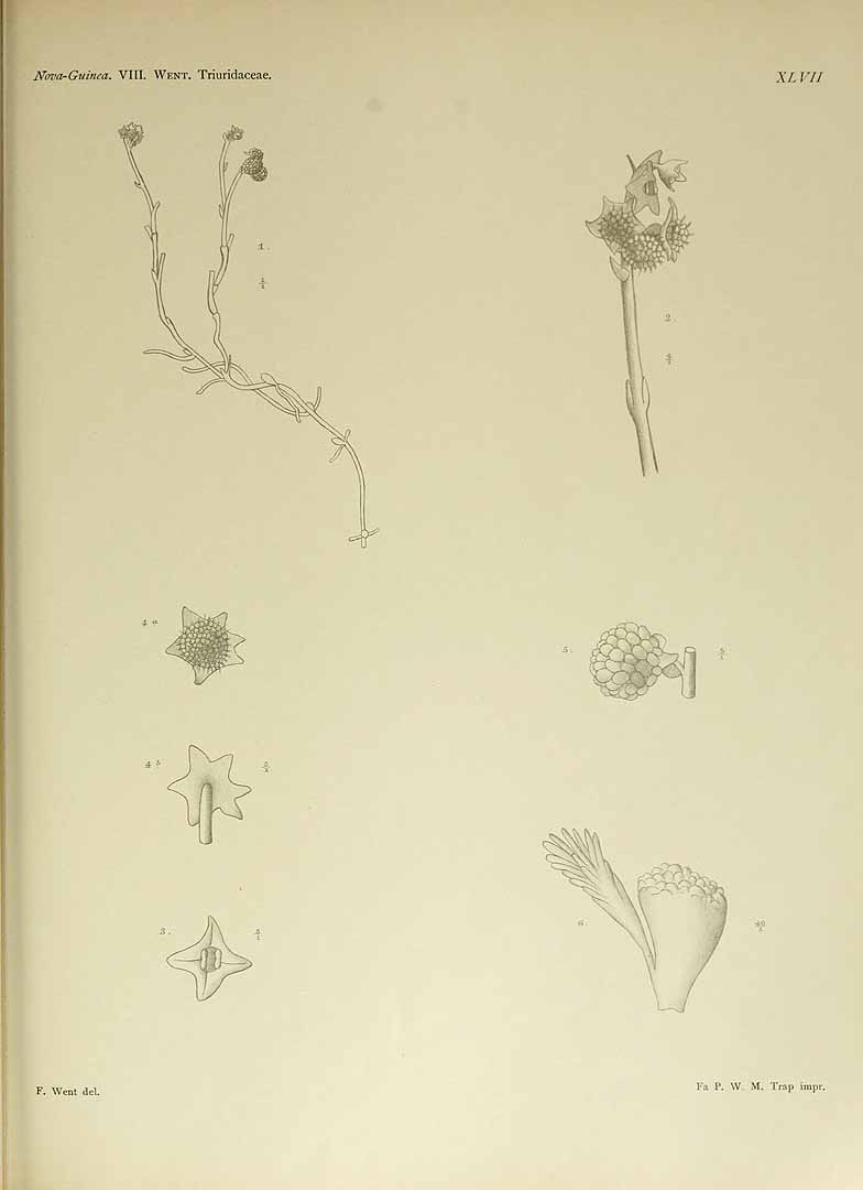 no HD illustration available (3)