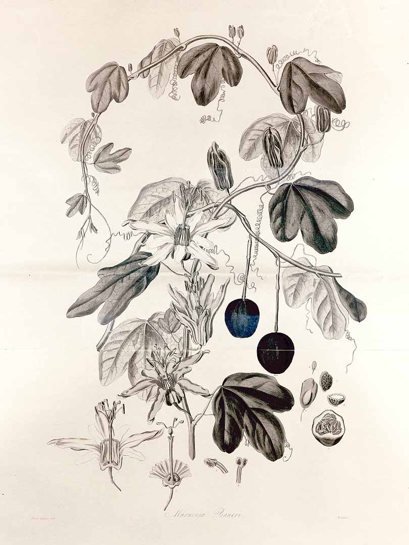 no HD illustration available (3)