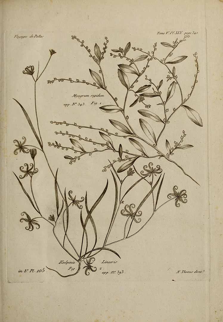no HD illustration available (3)