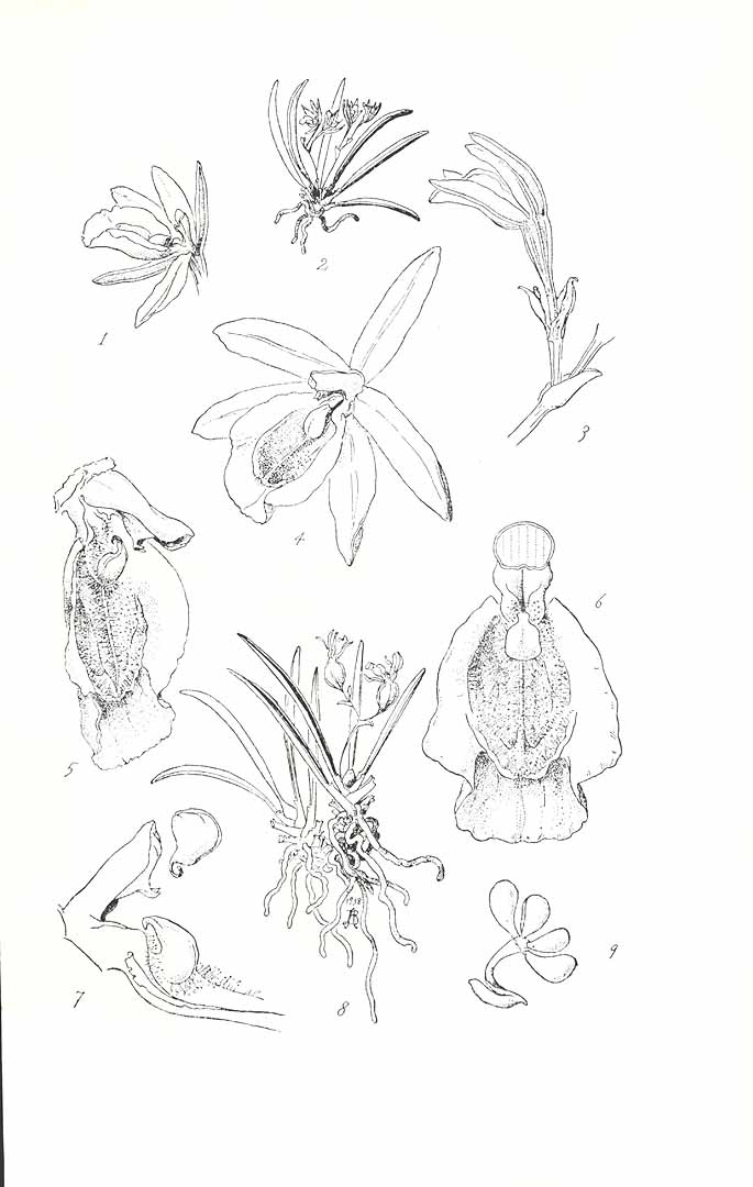 no HD illustration available (3)