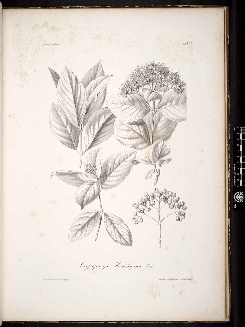 no HD illustration available (3)
