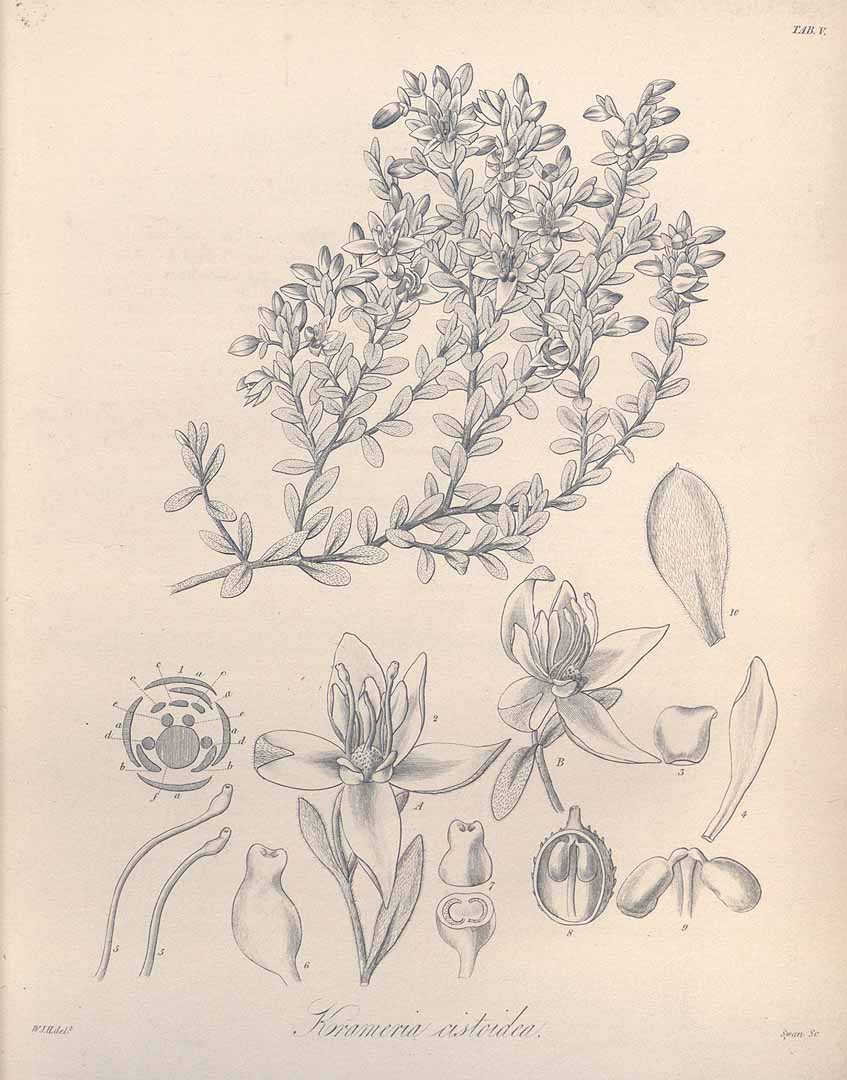no HD illustration available (3)