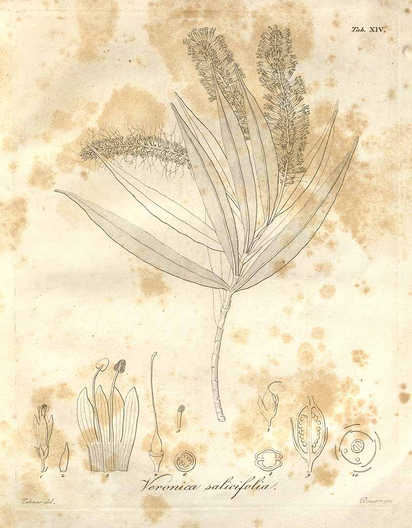 no HD illustration available (3)